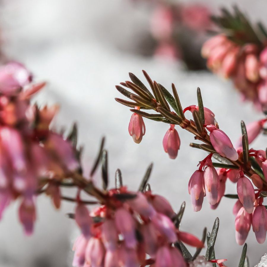 Grow Winter Heath For Striking Color In The Colder Months | Gardening Know  How