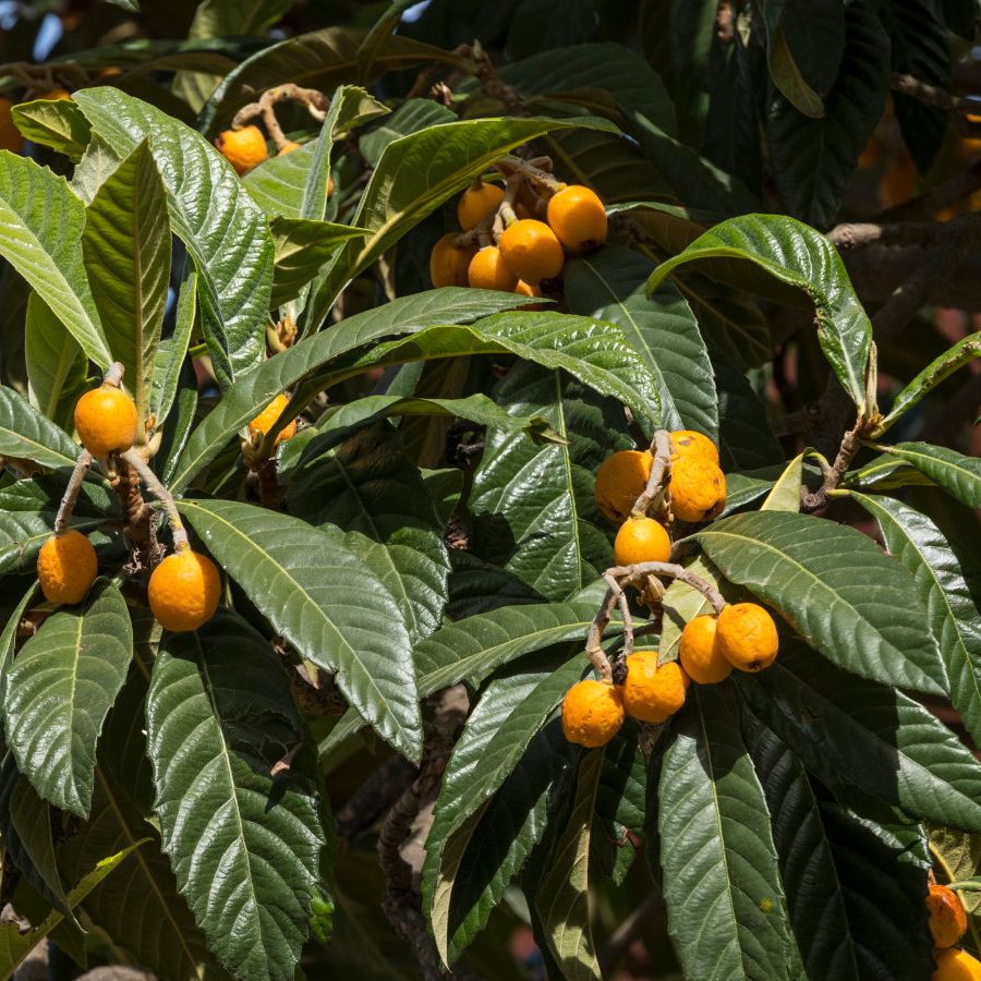 How to plant loquat seeds: 3 expert and simple steps | Homes and Gardens