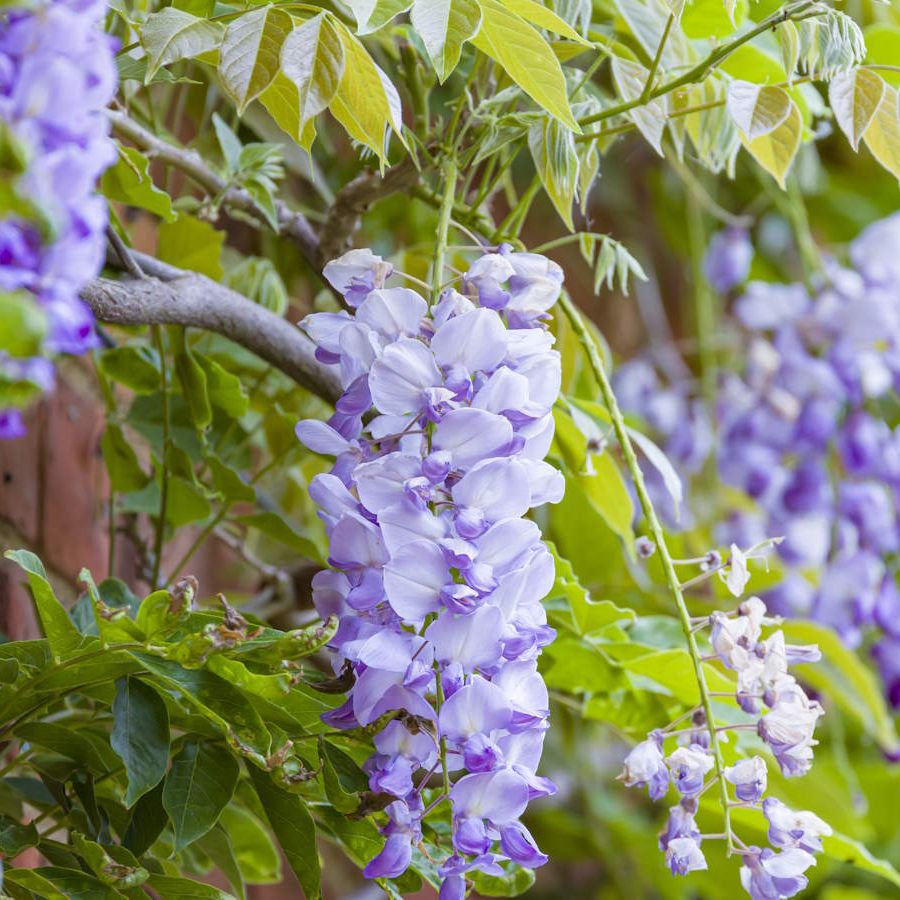 How to grow wisteria in pots: expert climbing plant advice | Homes and  Gardens