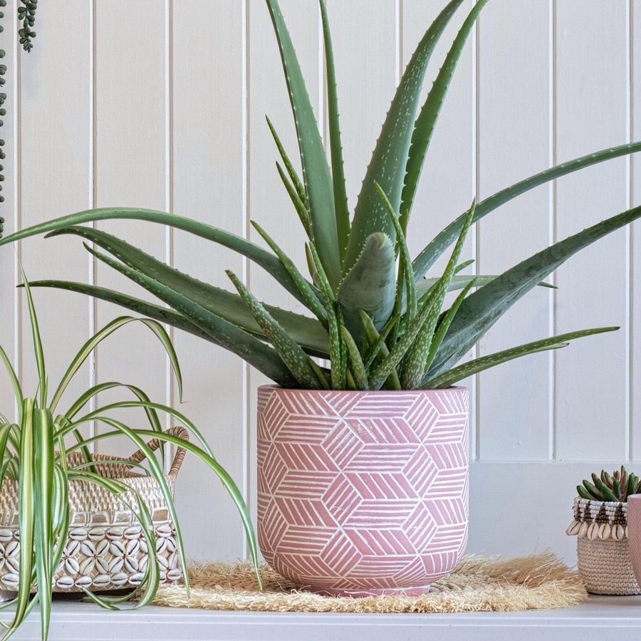 aloe vera haarausfall anwendung 98% Aloe Vera Gel für Haare & Kopfhaut main image 1
