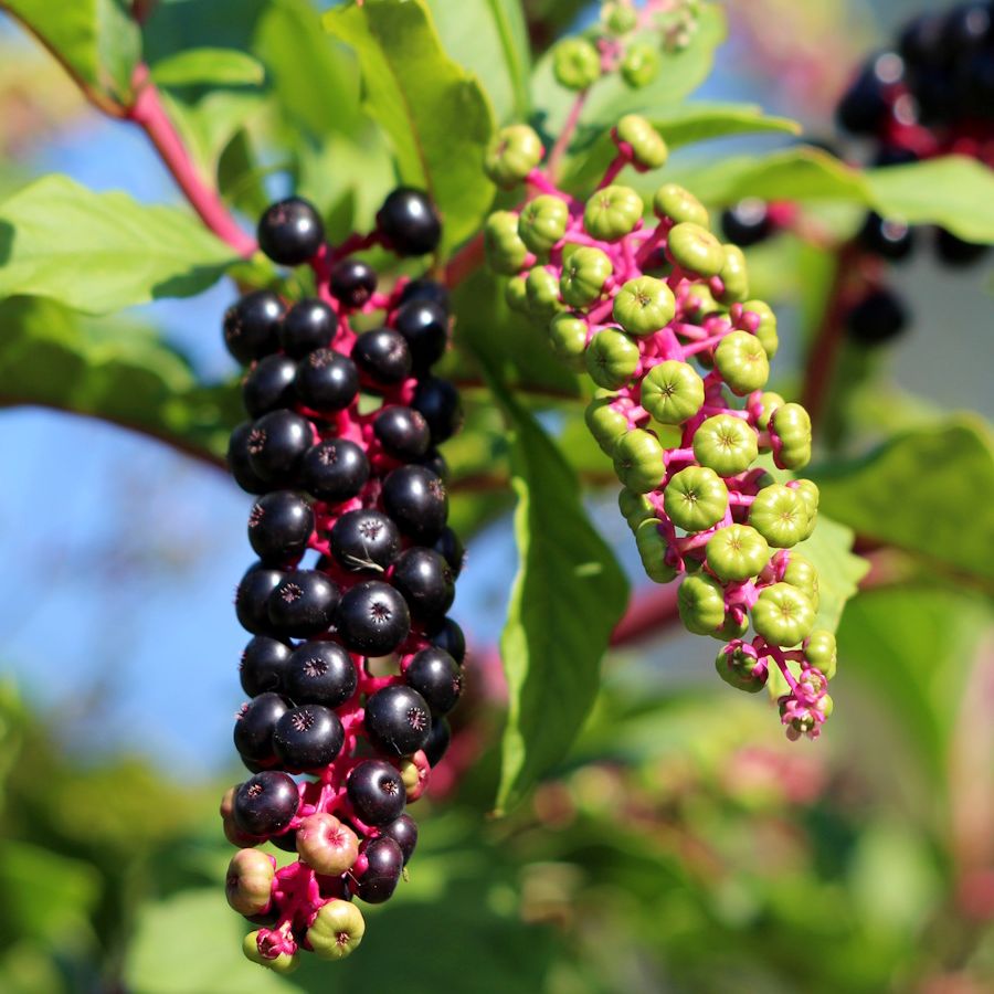 How to get rid of pokeweed: invasive weed advice from experts | Homes and Gardens