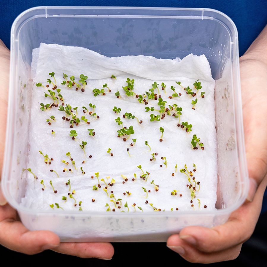 Germinating Seeds In Paper Towel: Fast, Easy, No-Mess Sowing