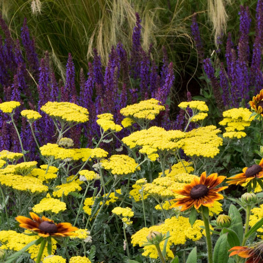 10 of the hardest plants to kill, for time-poor gardeners to ignore | Homes  and Gardens