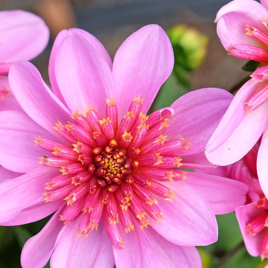 小物 dahlia dahlia q99UE38KYGAXQzFcoMbqPE.jpg