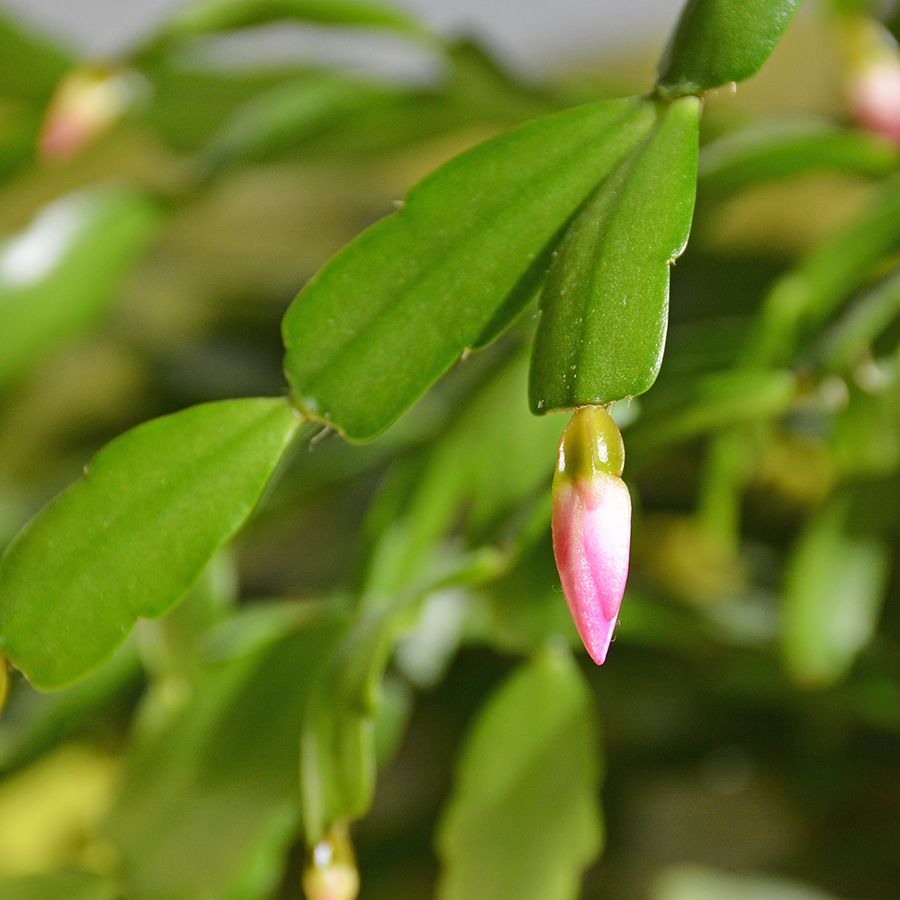 Christmas Cactus Buds Falling Off: 8 Reasons For Bud Drop | Gardening Know  How