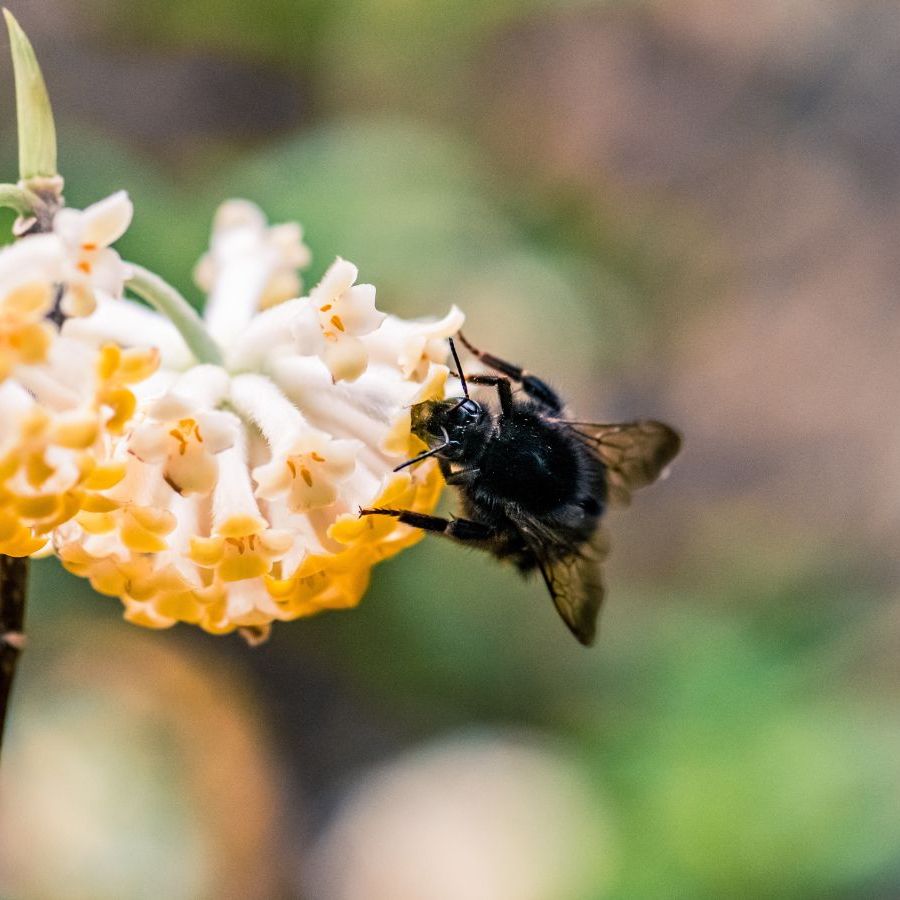 5 natural repellents for carpenter bees: loved by experts | Homes and  Gardens