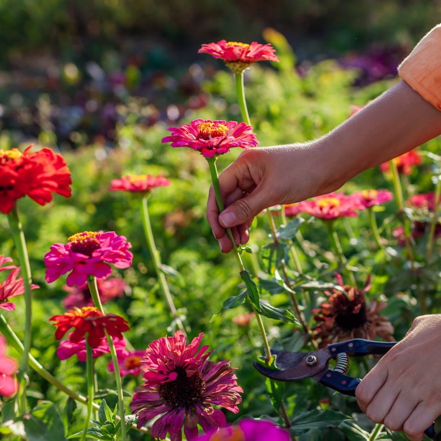 Flowers to plant in April - 7 of the best for cutting | Homes and Gardens
