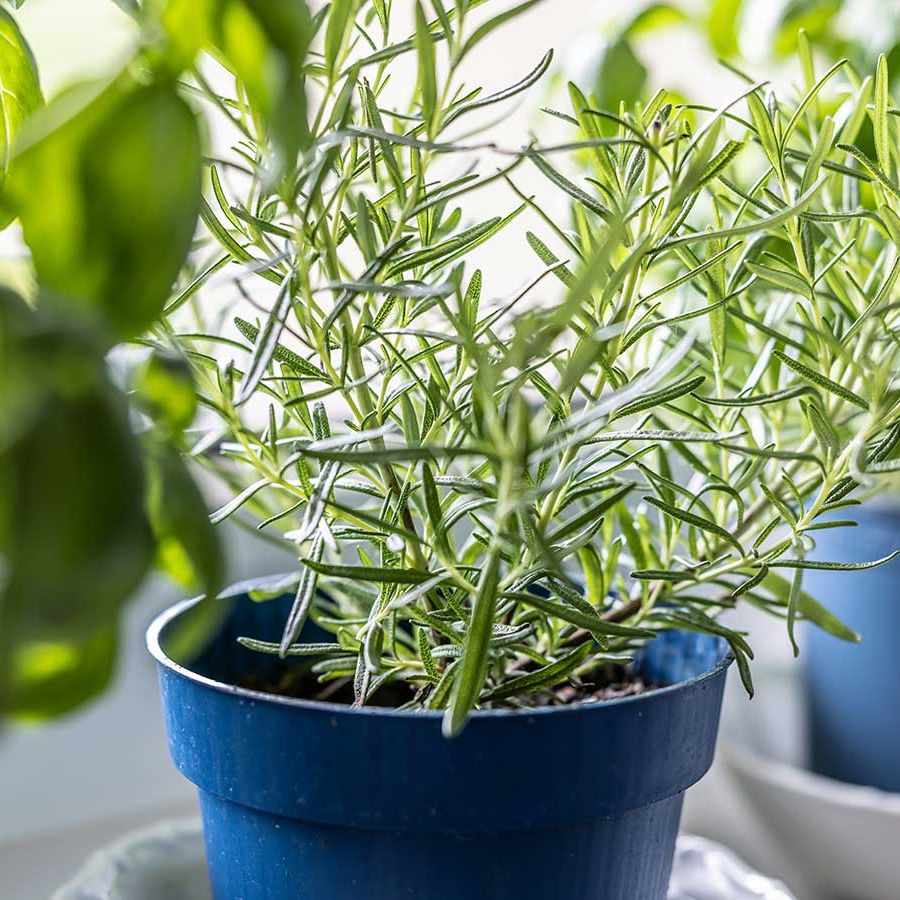 fragrant lavender plants Phenomenal™ Lavender Plant