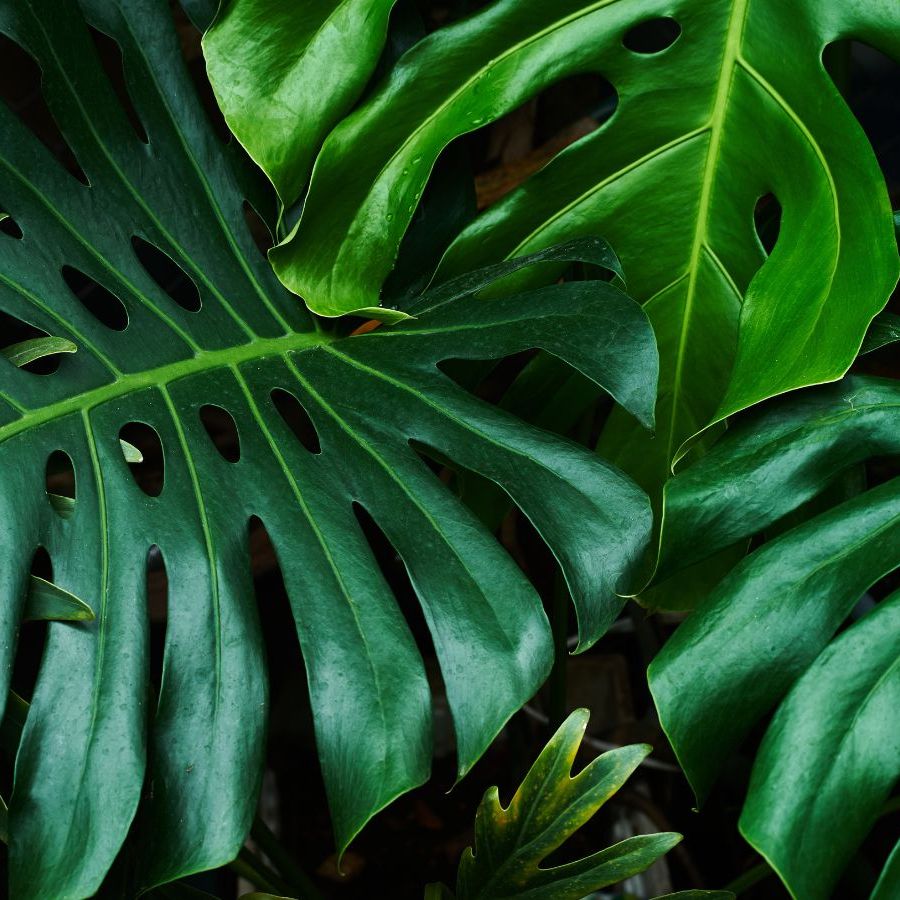 Where to place a monstera according to Feng Shui | Homes and Gardens