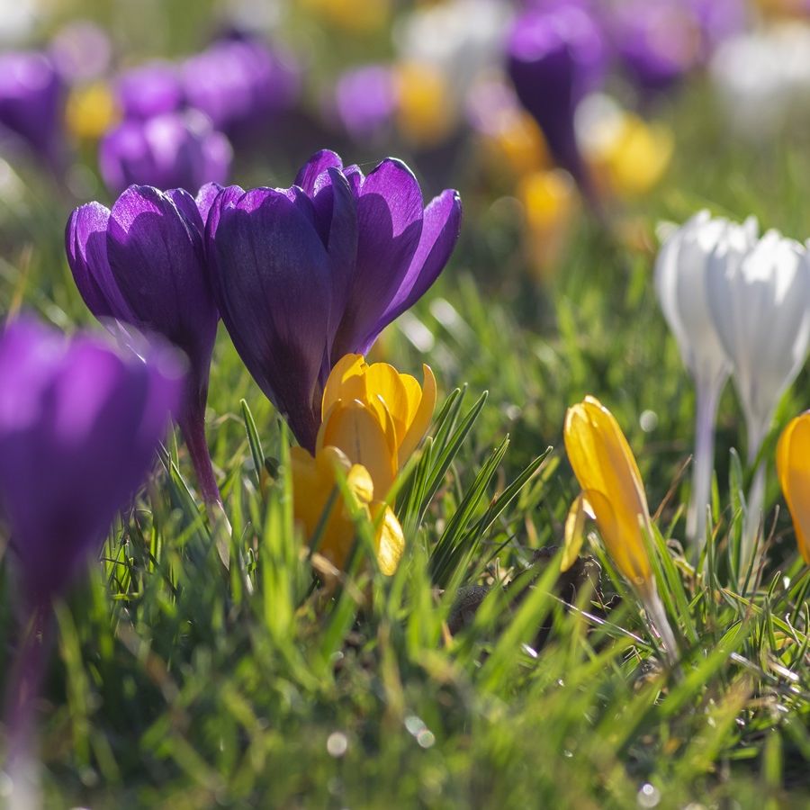 Naturalizing Bulbs In The Lawn
