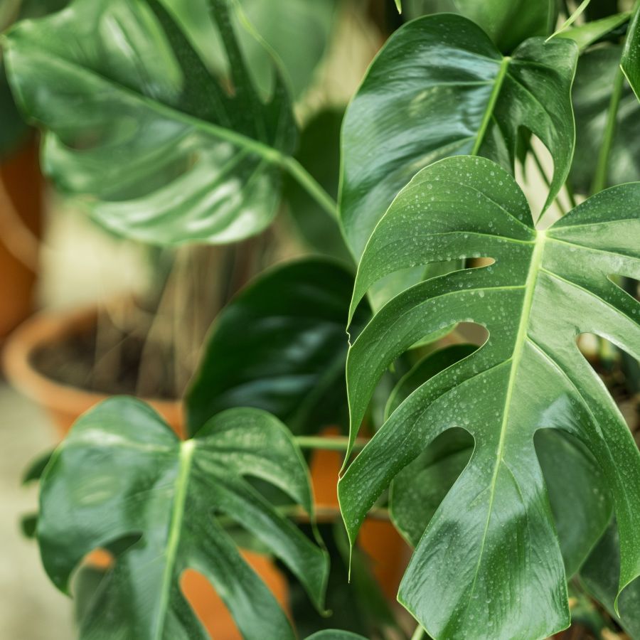 Monstera care guide: 5 expert tips | Homes and Gardens