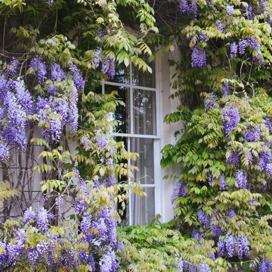 What Is Wisteria's Growth Rate and Is It Invasive? | Gardening Know How
