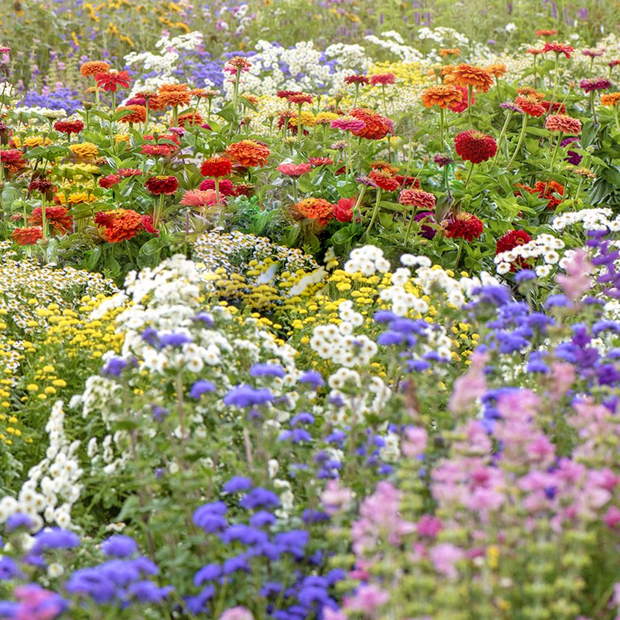 8 Flower Seeds To Start In January For a Glorious Garden | Gardening Know  How