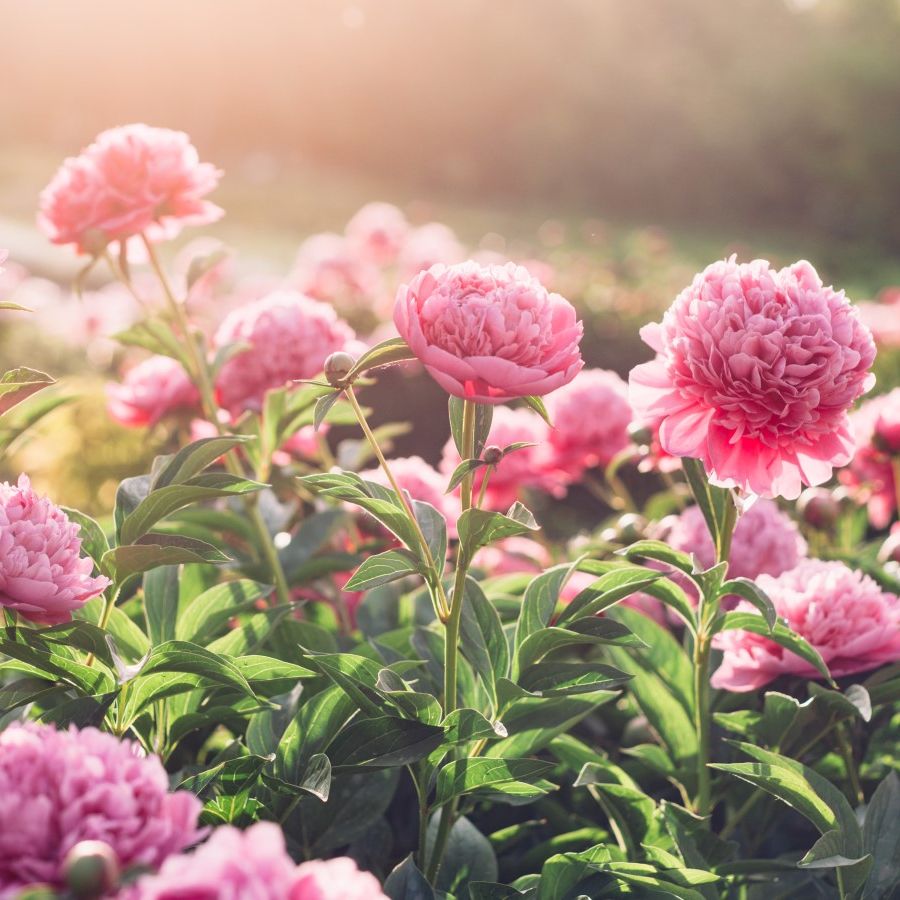 Best fertilizer for peonies to guarantee beautiful blooms | Homes and  Gardens