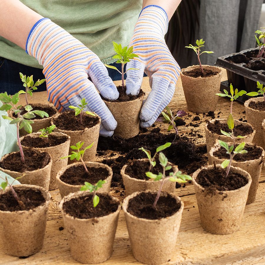 Starting Tomato Seeds Indoors: Easy Step-By-Step Guide | Gardening Know How