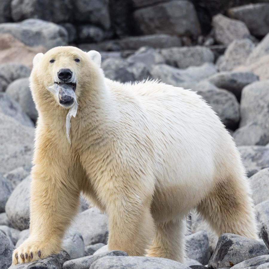 Bleak photo of polar bear with plastic in its jaws in the remote