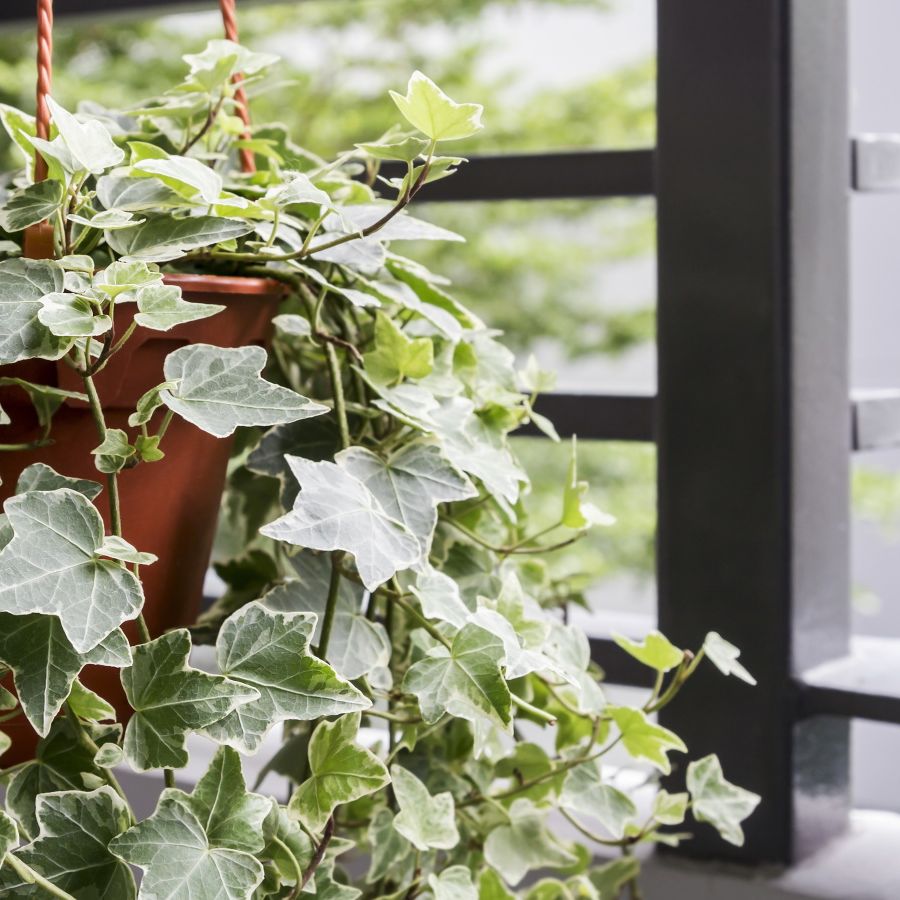 How to care for ivy: 5 tips to grow this trailer indoors | Homes and Gardens