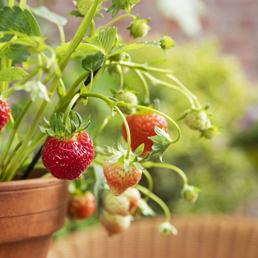 Grow Berries in Containers  5 Easy Fruits for Small Spaces | Homes and  Gardens