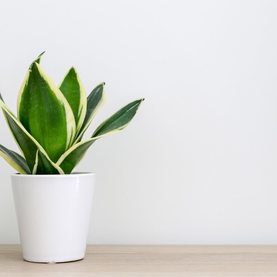 Are snake plants toxic to pets? Houseplant experts advise | Homes and  Gardens