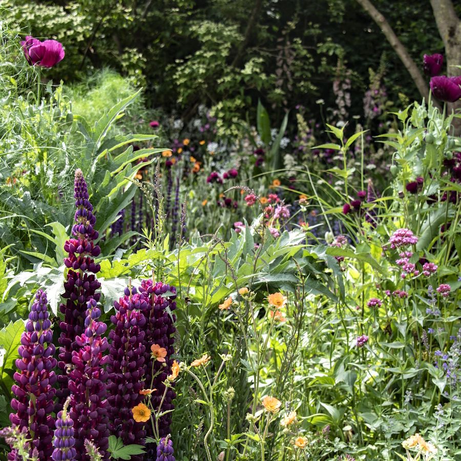 11 luxury plants that will instantly elevate your garden | Homes