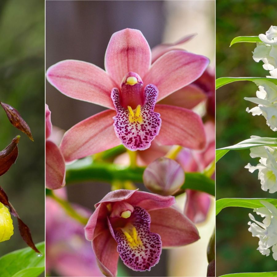 Easiest orchids to grow: 5 varieties you can't kill | Homes and