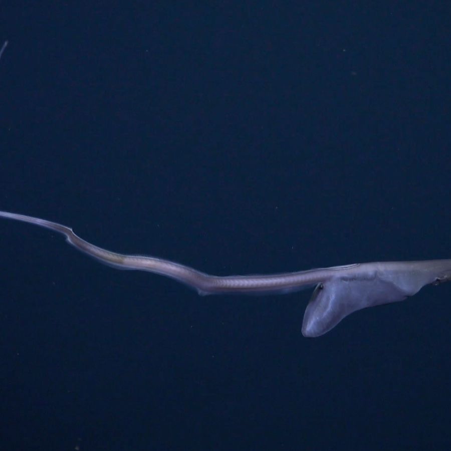 Gulper Rani Gulper Eel Max Size