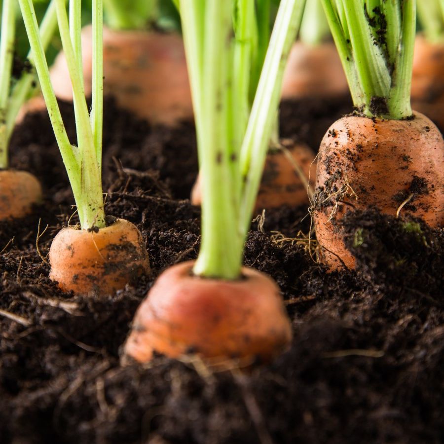 How to grow carrots in containers: expert tips for success | Homes and  Gardens