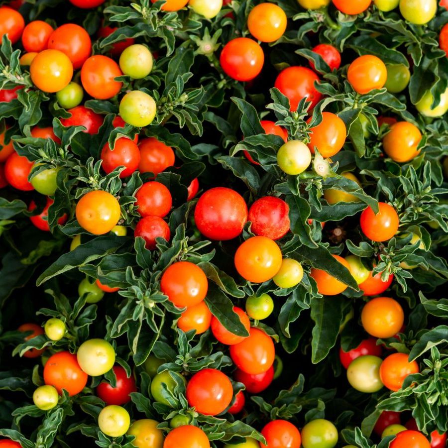 tepin pepper plant Pepper (Hot)