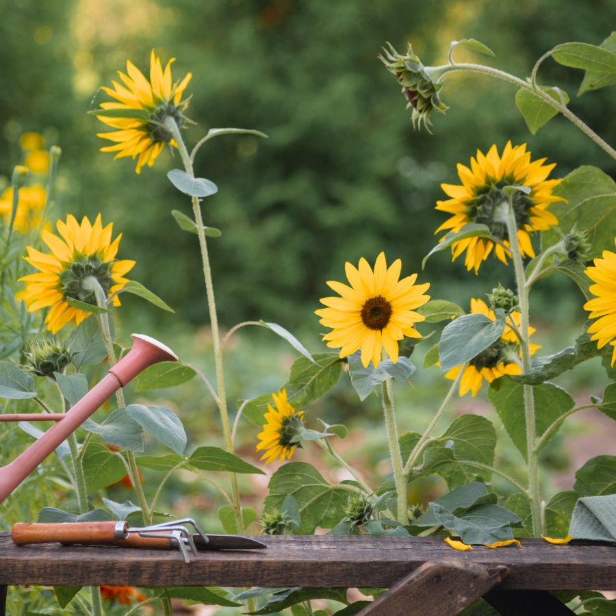 How To Plant Sunflower Seeds For Blooms That Last All Summer | Gardening  Know How