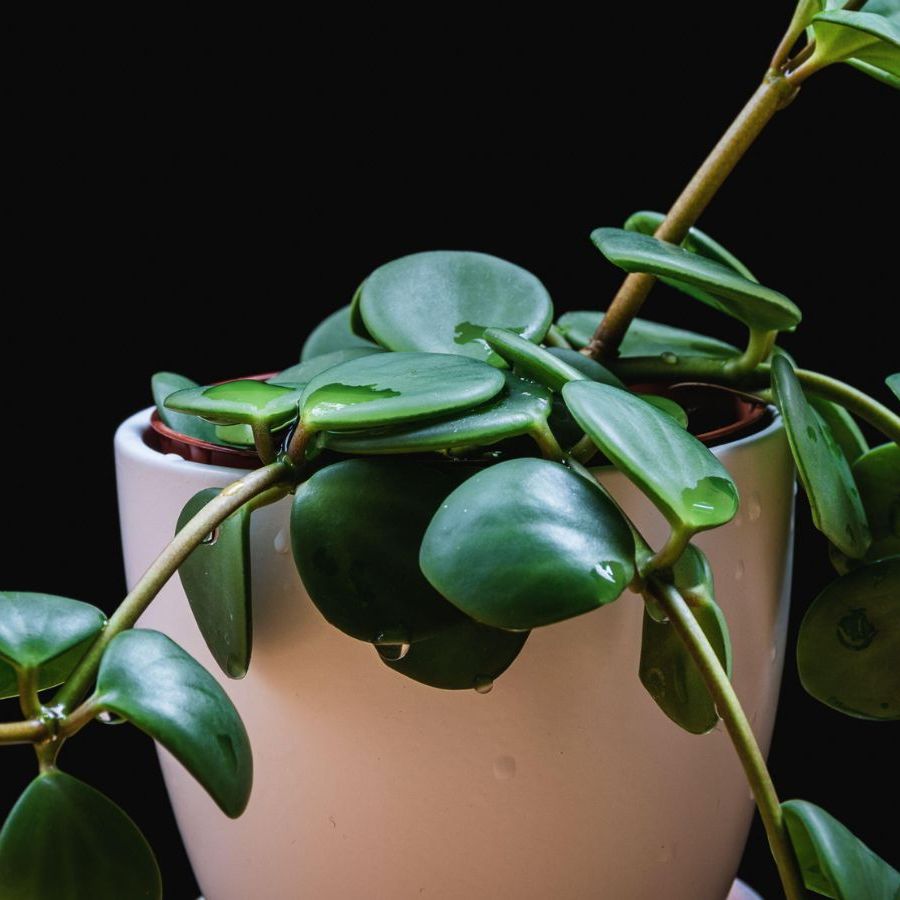 pots for planting succulents Large Succulent Circle Planter