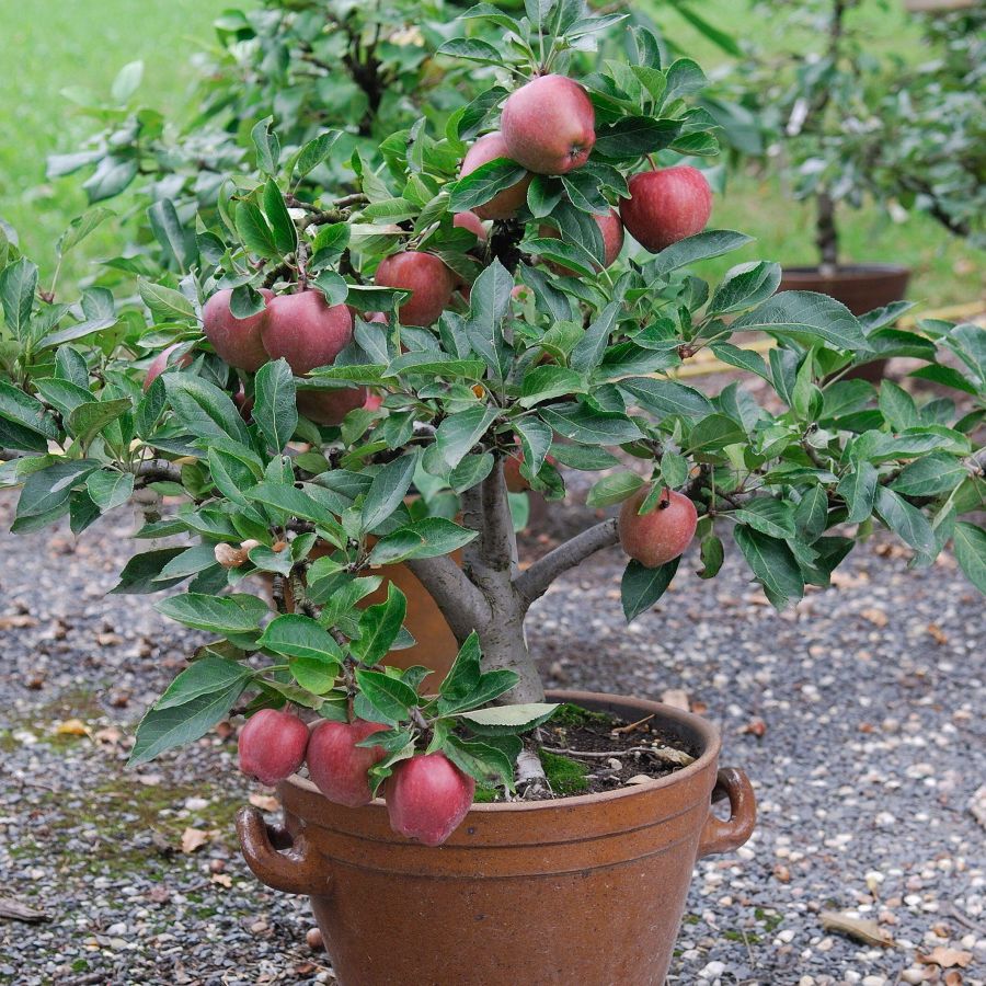 Can apple trees grow in pots? Experts reveal all | Homes and Gardens