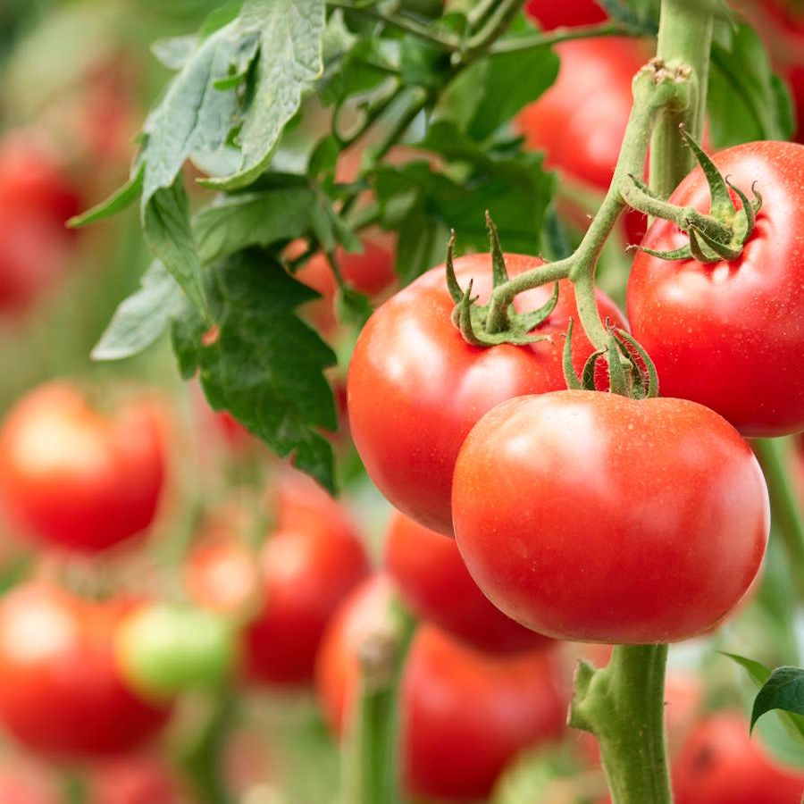 You can overwinter tomato plants and grow them indoors, but is it worth  doing?