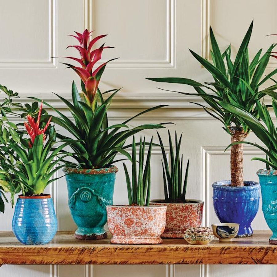 How to Use Cinnamon to Stop Houseplant Pests, Without Harm | Homes and  Gardens