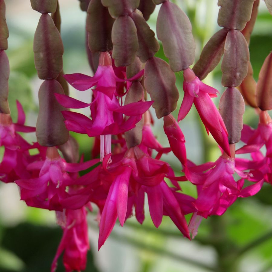 The 5 most common Christmas cactus mistakes, and how to fix them | Homes  and Gardens