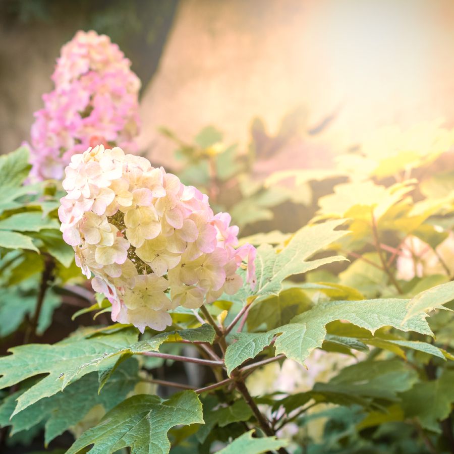 【Hydrangea】 Gurney's Seed and Nursery Snow Queen Oakleaf Hydrangea White
