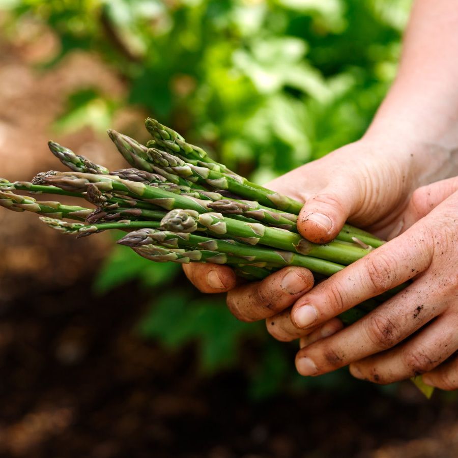A guide to asparagus companion planting to benefit crops | Homes and Gardens