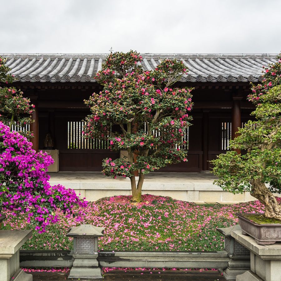 How to grow bougainvillea bonsai trees: expert garden advice | Homes and  Gardens