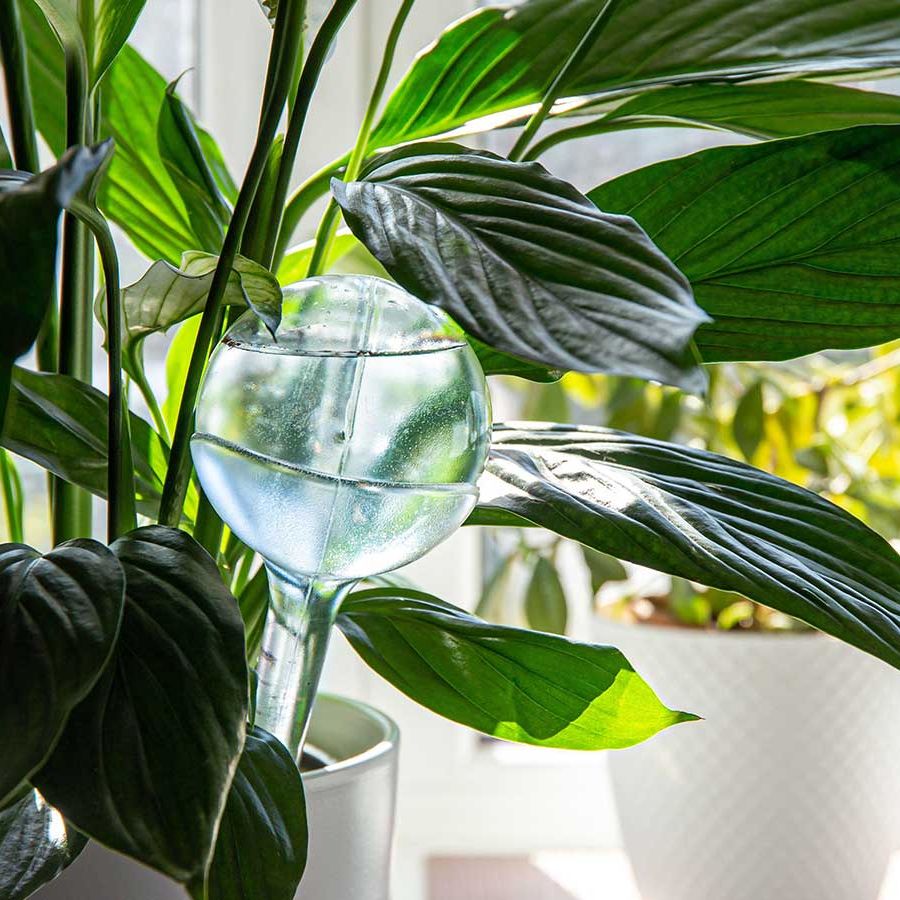What are plant watering globes and do I need them? | Homes and Gardens