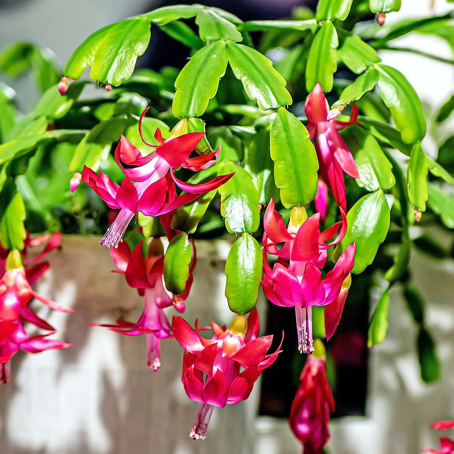 10 Christmas Cactus Problems Solved: Diagnose Common Issues | Gardening  Know How