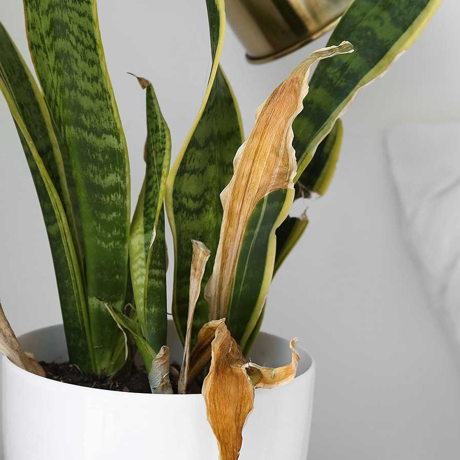 Why is my snake plant dying? Potential reasons and solutions | Homes and  Gardens