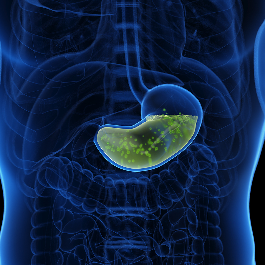 Why doesn't stomach acid digest the stomach itself?