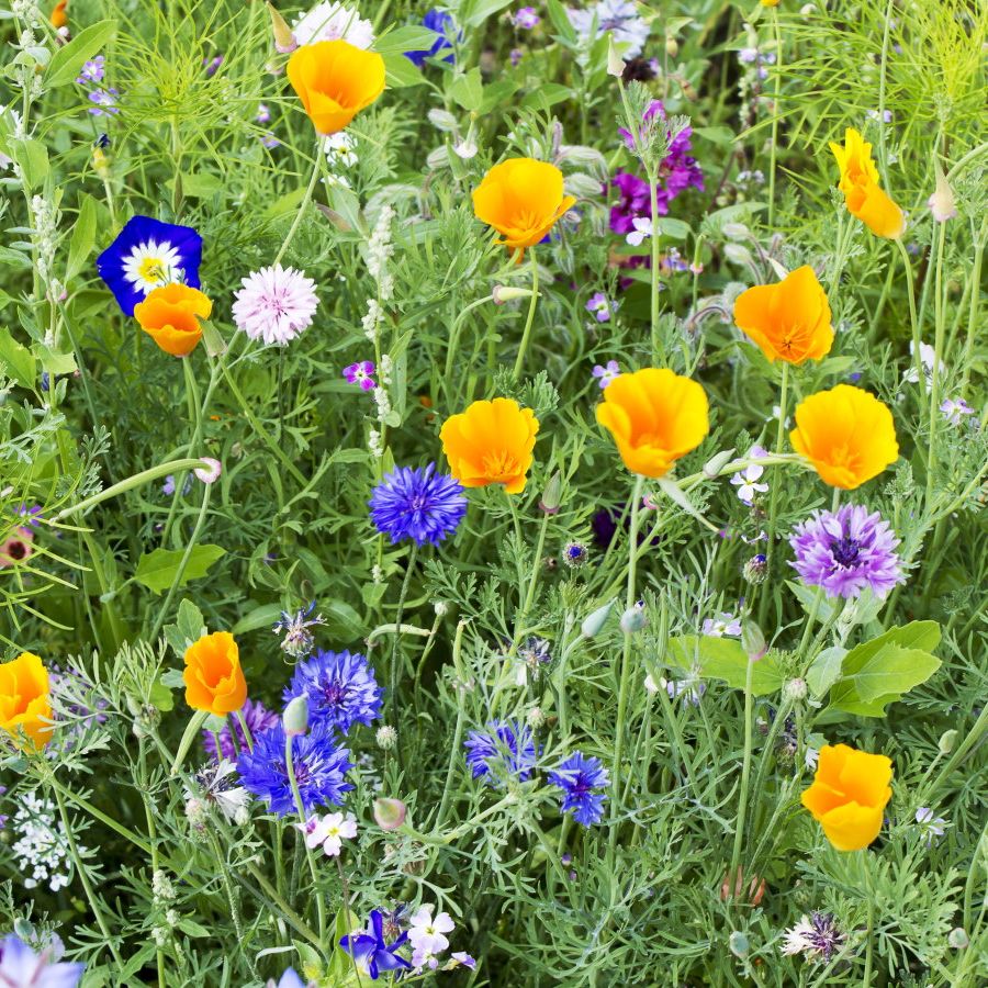 Low-maintenance annual plants ideal for time-poor gardeners | Homes and  Gardens