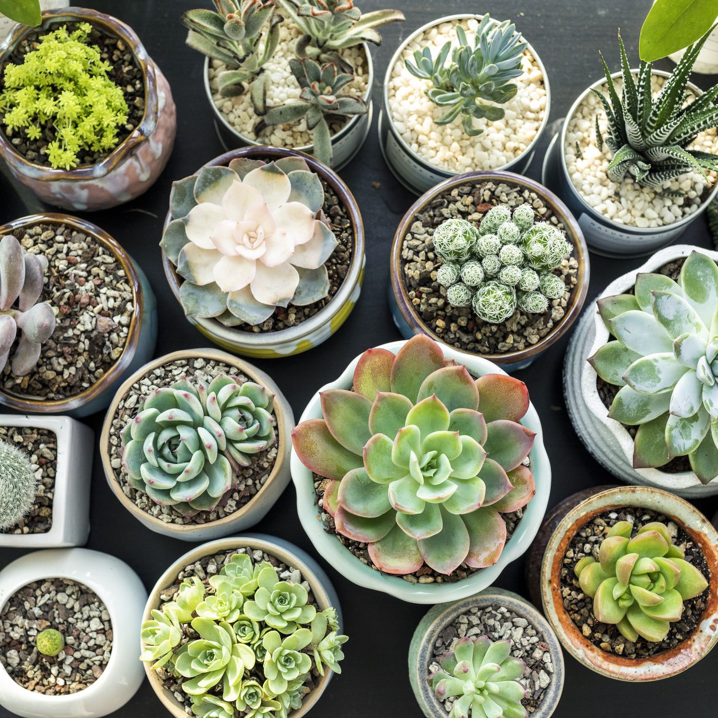 How to care for succulents in winter | Homes and Gardens