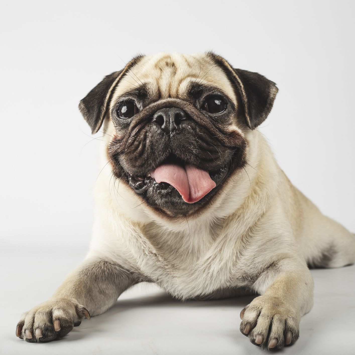 Pugs: Breed profile | PetsRadar, image size:1414x1414