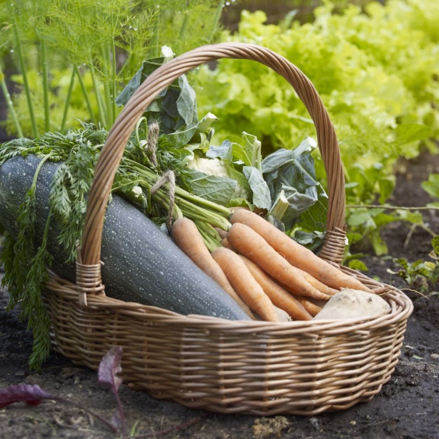 A harvest of crops from a vegetable garden