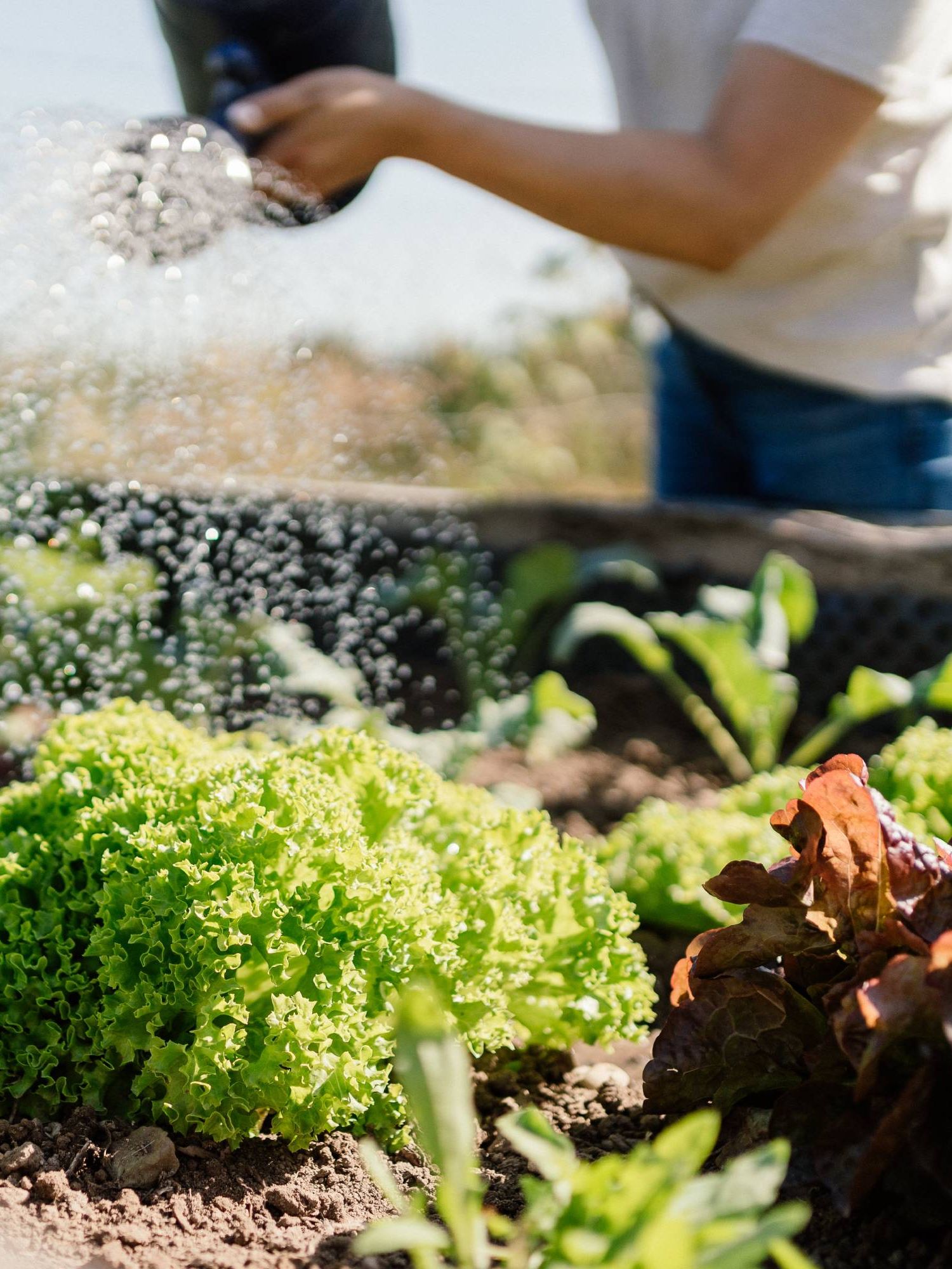 Watering raised veg bed