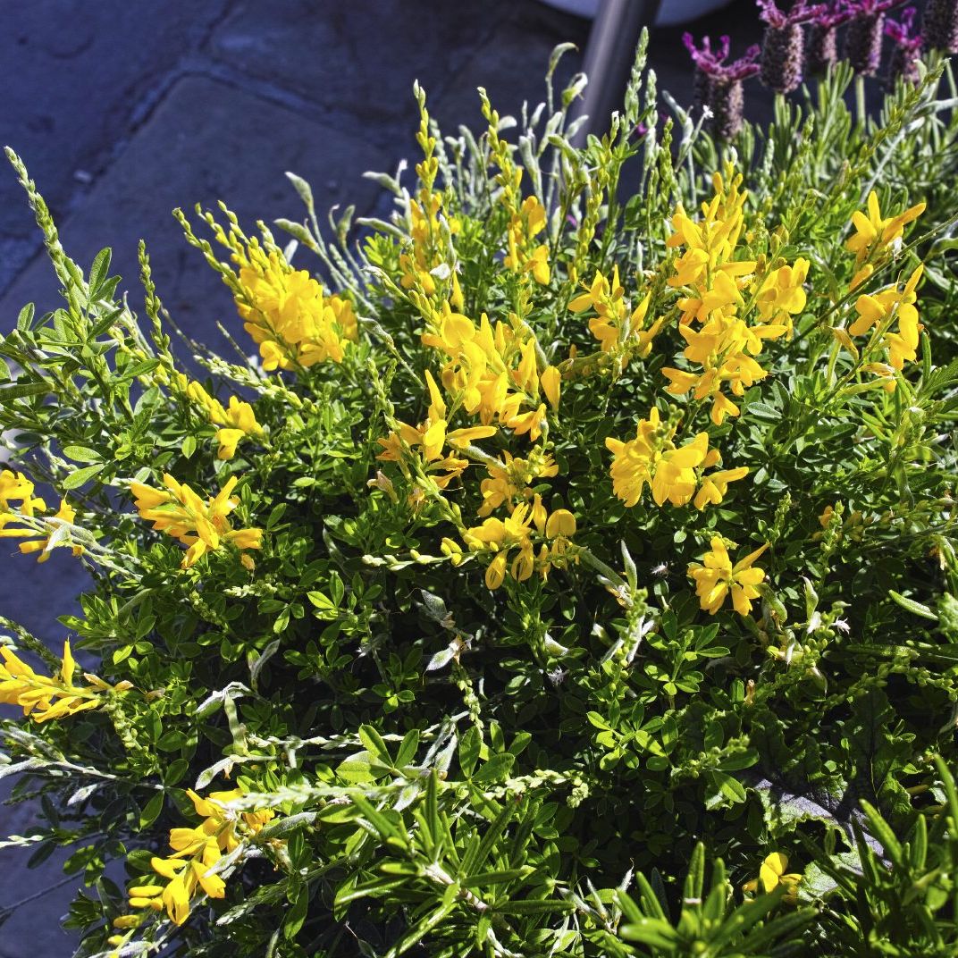 Sweet Broom Info: Growing Sweet Broom Shrub In Landscapes | Gardening Know  How