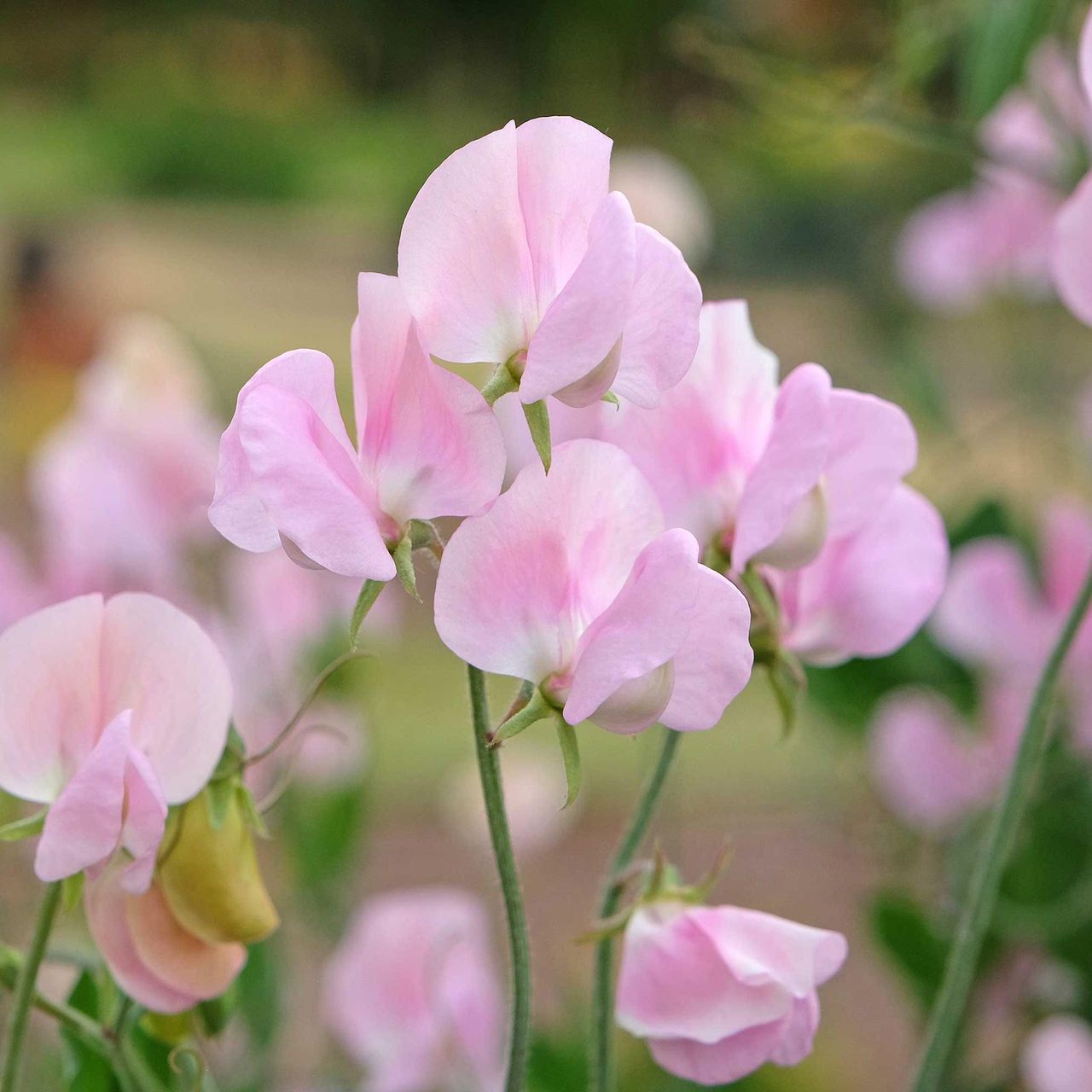 pale pink sweet peas in flower