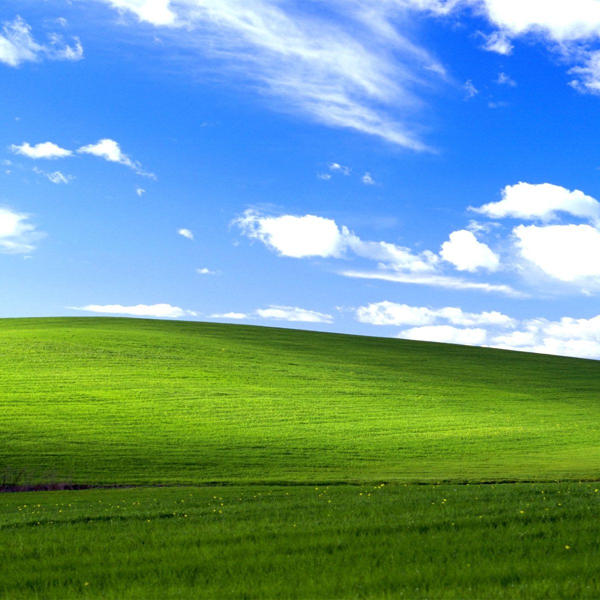 Windows XP remains the dominant OS — at least in one part of the