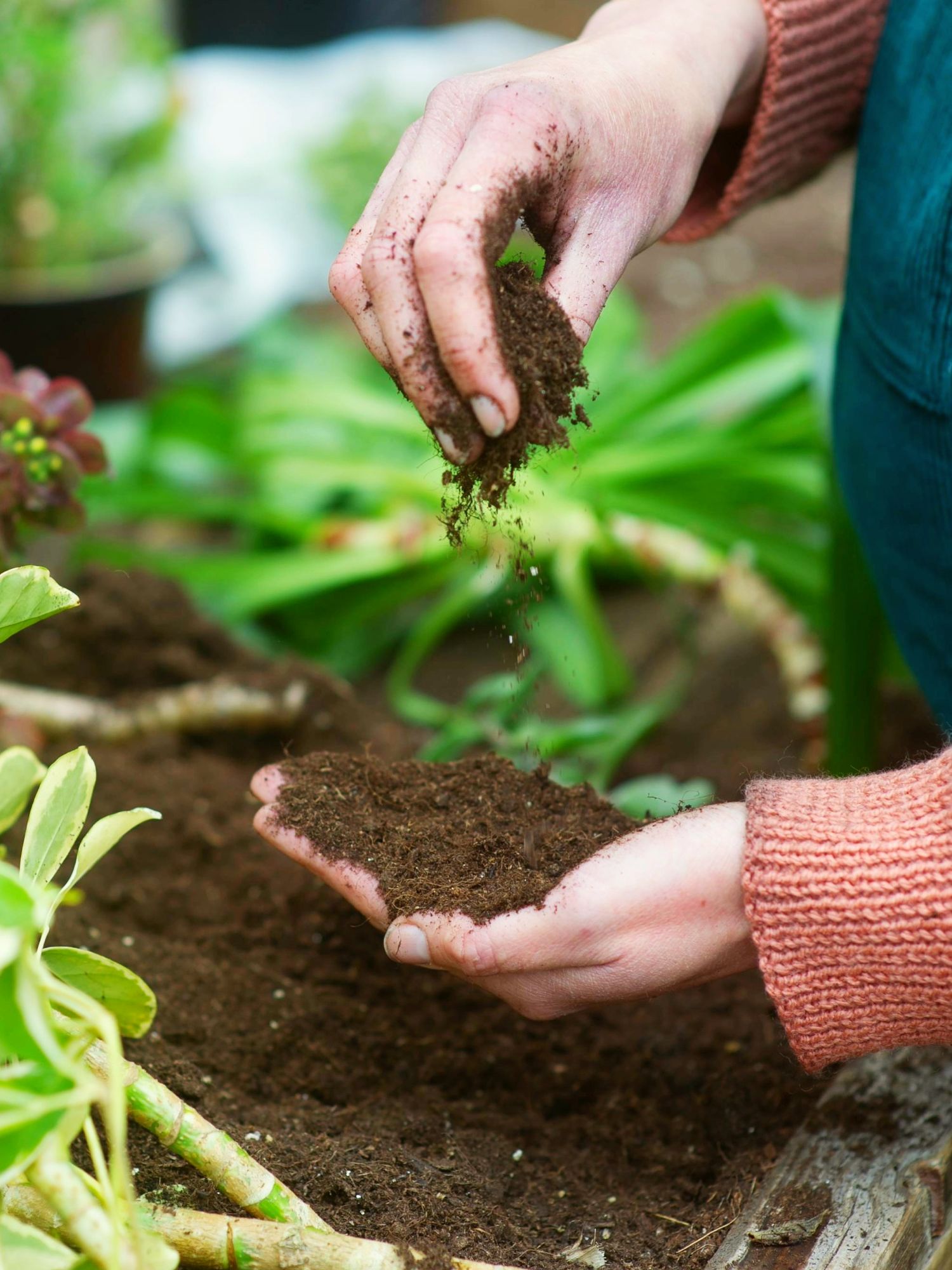 Gardener feels compost